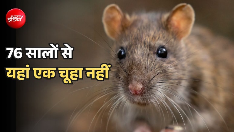 यहां 76 सालों में पहली बार मिला चूहा, प्रशासन में मचा हड़कंप, सड़कों पर उतार दी पेट्रोल टीमें