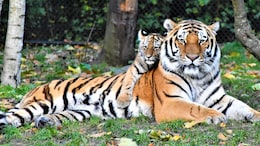 Which City Is Known As The Tiger Capital Of India?