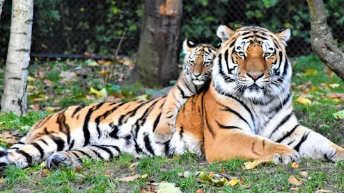 Which City Is Known As The Tiger Capital Of India?
