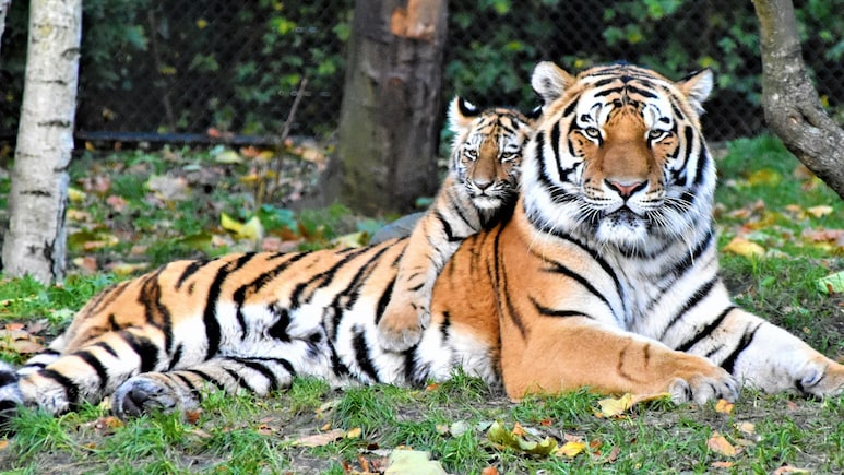 Which City Is Known As The Tiger Capital Of India?