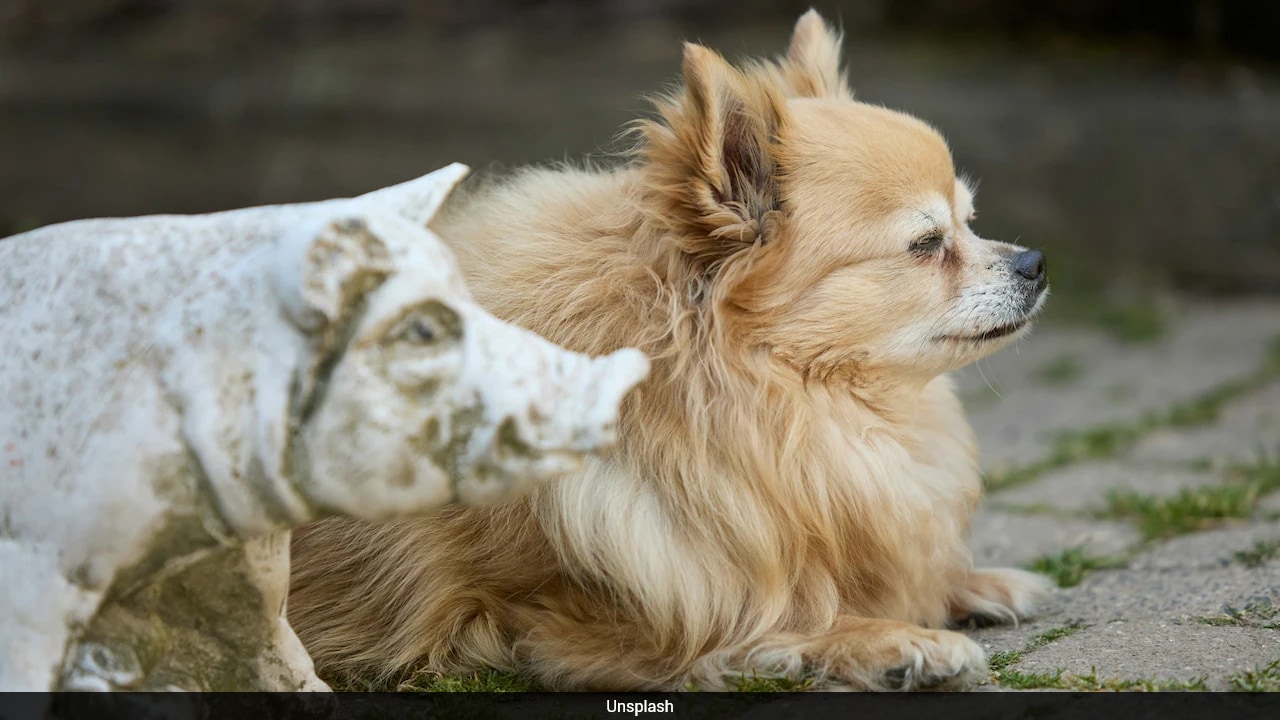 Why Ancient Chinese Parents Named Their Babies 'Dog' And 'Pig' To Keep Them Safe