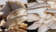 He Rejected Paris Job Offers To Grow Mushrooms In Bengaluru, Now Earns Rs 4 Lakh A Month