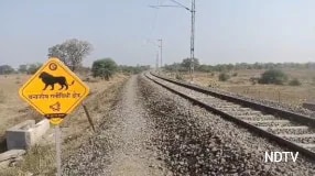 Lion Injured, Tail Severed After Being Hit By Train In Gujarat's Amreli