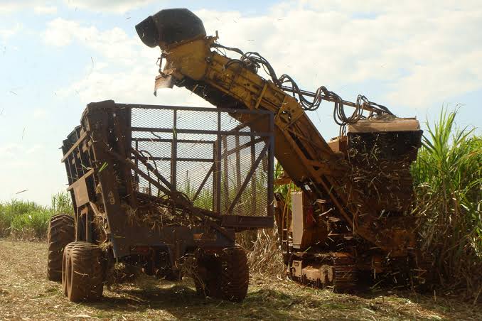 El Nino Impact: India Halts Sugar-Based Ethanol Procurement As Sugarcane Crop Shrinks