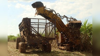 El Nino Impact: India Halts Sugar-Based Ethanol Procurement As Sugarcane Crop Shrinks