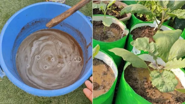 घर पर सरसों की खली की खाद कैसे बनाएं? गार्डनिंग एक्सपर्ट ने बताया पौधों में सरसों की खली कैसे डालें
