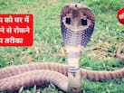घर में सांप घुसने से कैसे रोकें? सांप को घर से दूर रखने के लिए क्या जलाना चाहिए