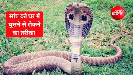 घर में सांप घुसने से कैसे रोकें? सांप को घर से दूर रखने के लिए क्या जलाना चाहिए