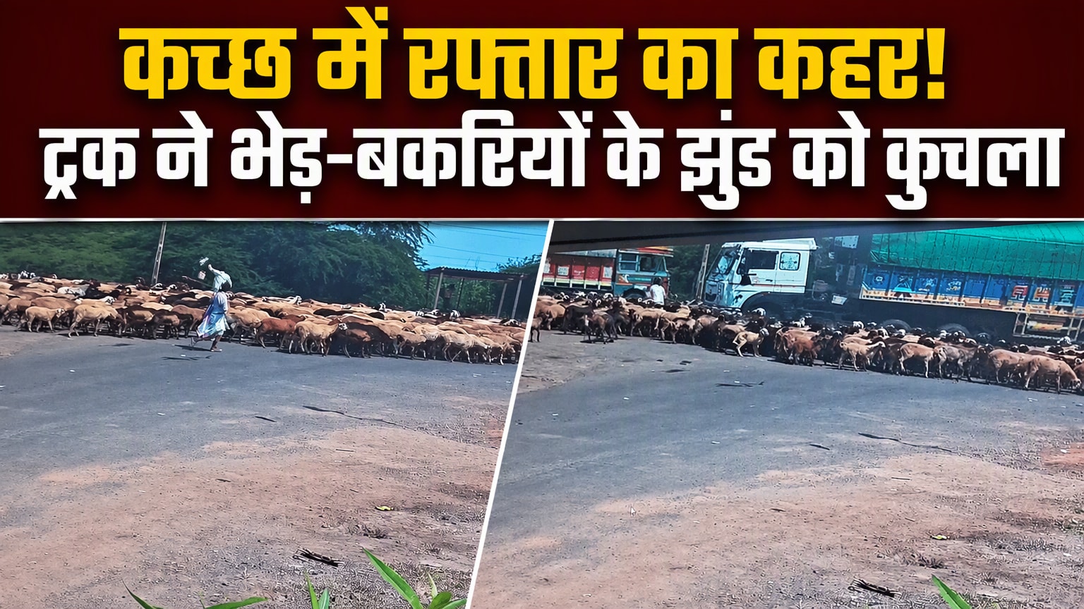 भेड़-बकरियों के झुंड को कुचलता हुआ निकल गया ट्रक, गुजरात के कच्छ का खौफनाक VIDEO