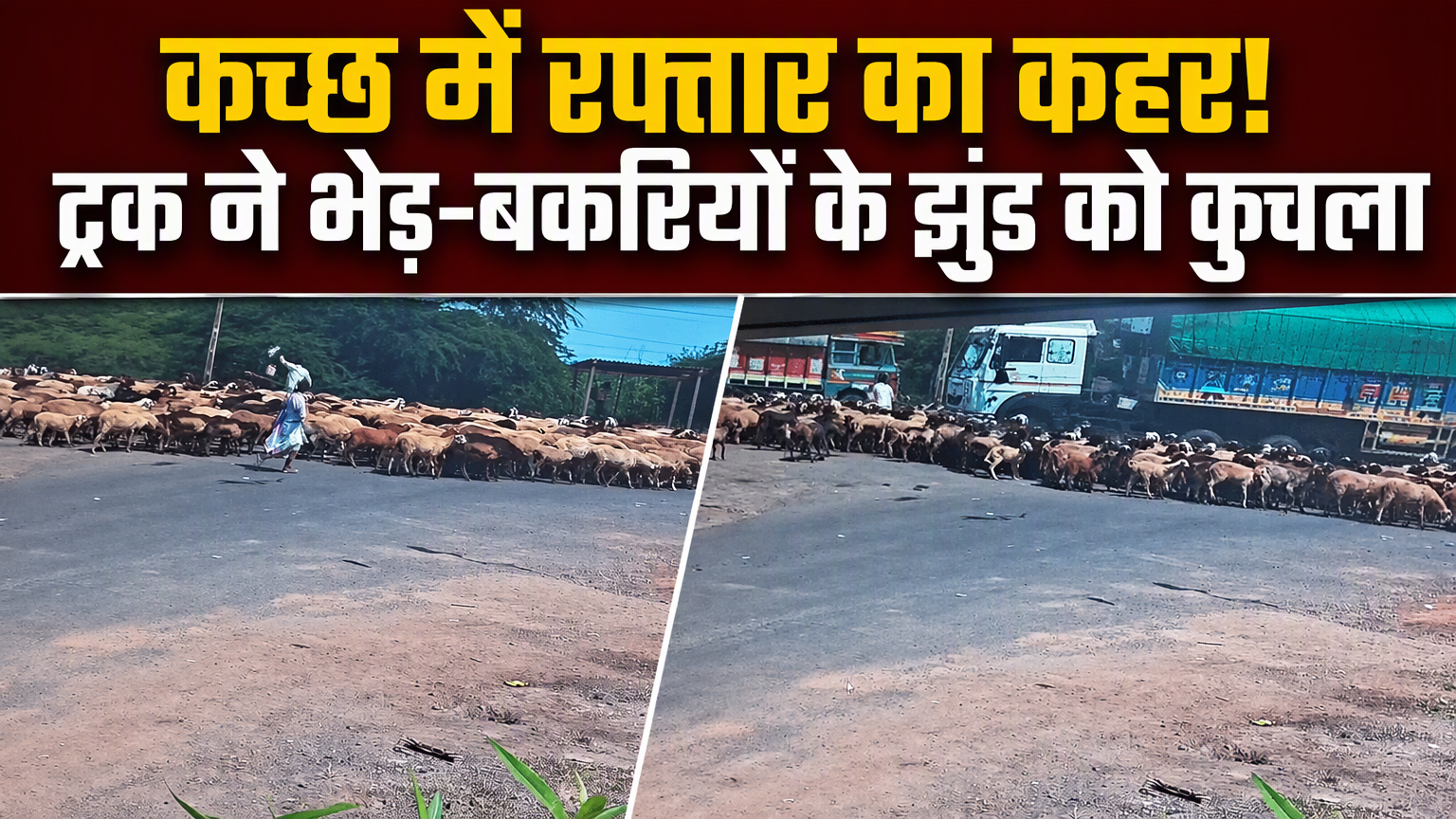 भेड़-बकरियों के झुंड को कुचलता हुआ निकल गया ट्रक, गुजरात के कच्छ का खौफनाक VIDEO