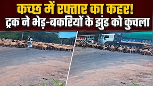 भेड़-बकरियों के झुंड को कुचलता हुआ निकल गया ट्रक, गुजरात के कच्छ का खौफनाक VIDEO