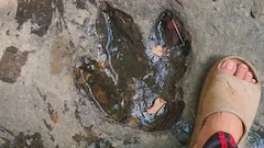 Tourist's Facebook Post Leads To Discovery Of Dinosaur Footprints In Thailand