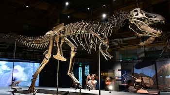Nanotyrannus Fossil Sells For $47 Million: Why This Rare Mini T. Rex Skeleton Is So Valuable