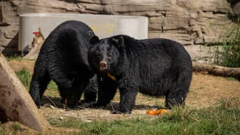 Group Of Thieving Black Bears Steal Beer, Snacks From Couple's Truck