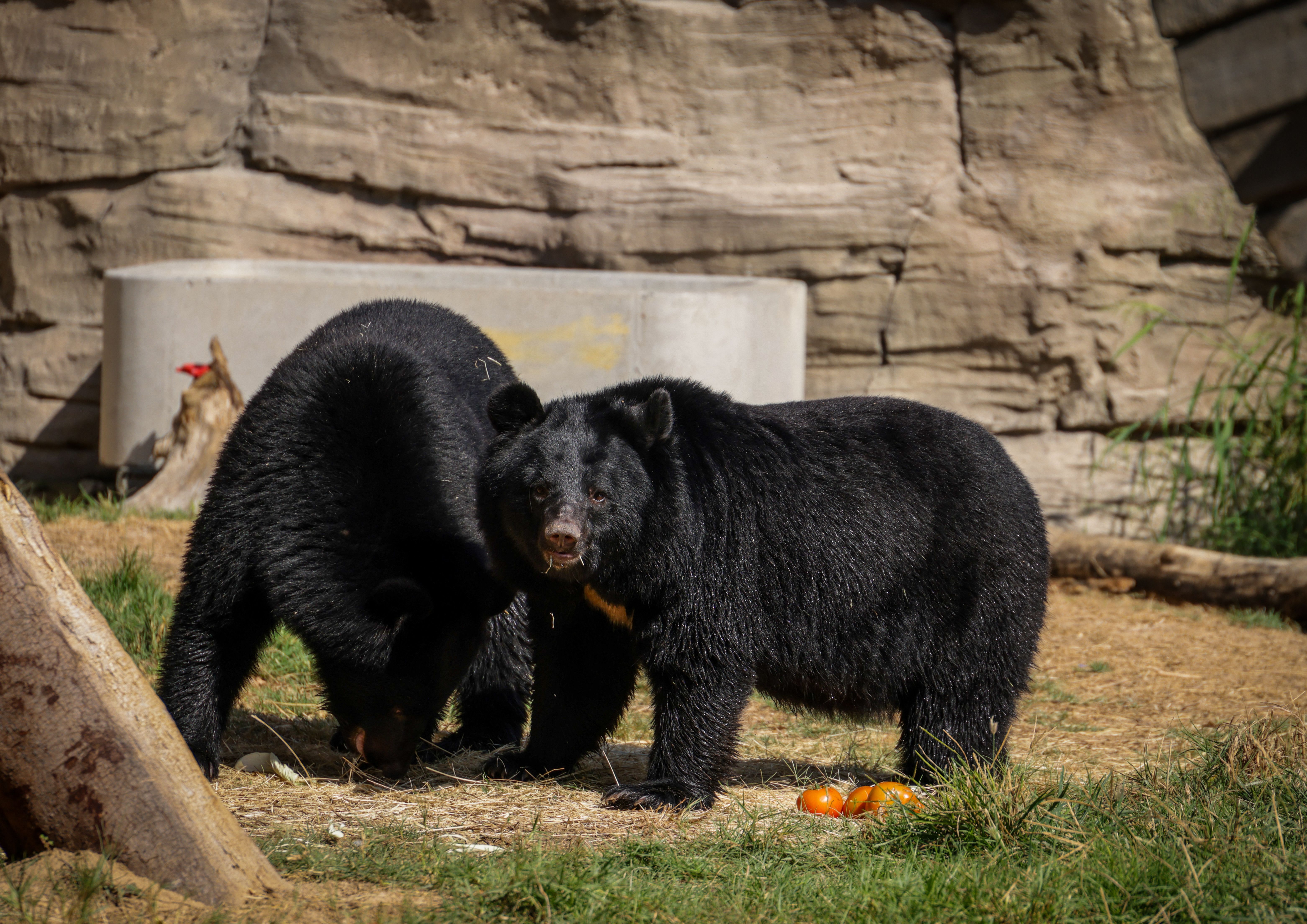 Group Of Thieving Black Bears Steal Six-Pack Of Beer, Snacks From Couple's Truck