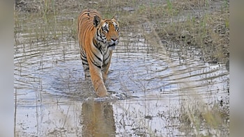 Tadoba Tiger Reserve in Maharashtra Turns To Smart Sensors To Ensure Adequate Water For Animals