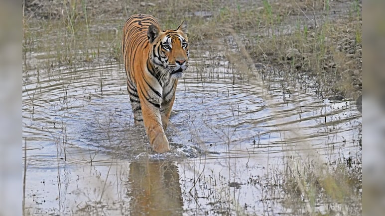 Tadoba Tiger Reserve in Maharashtra Turns To Smart Sensors To Ensure Adequate Water For Animals