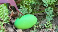 Cassowary Lays Rare Green Egg At Australian Zoo For First Time Since 1992
