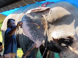 Captive Elephants Arrive In Trucks For Health Check-Up In Kerala's Thrissur