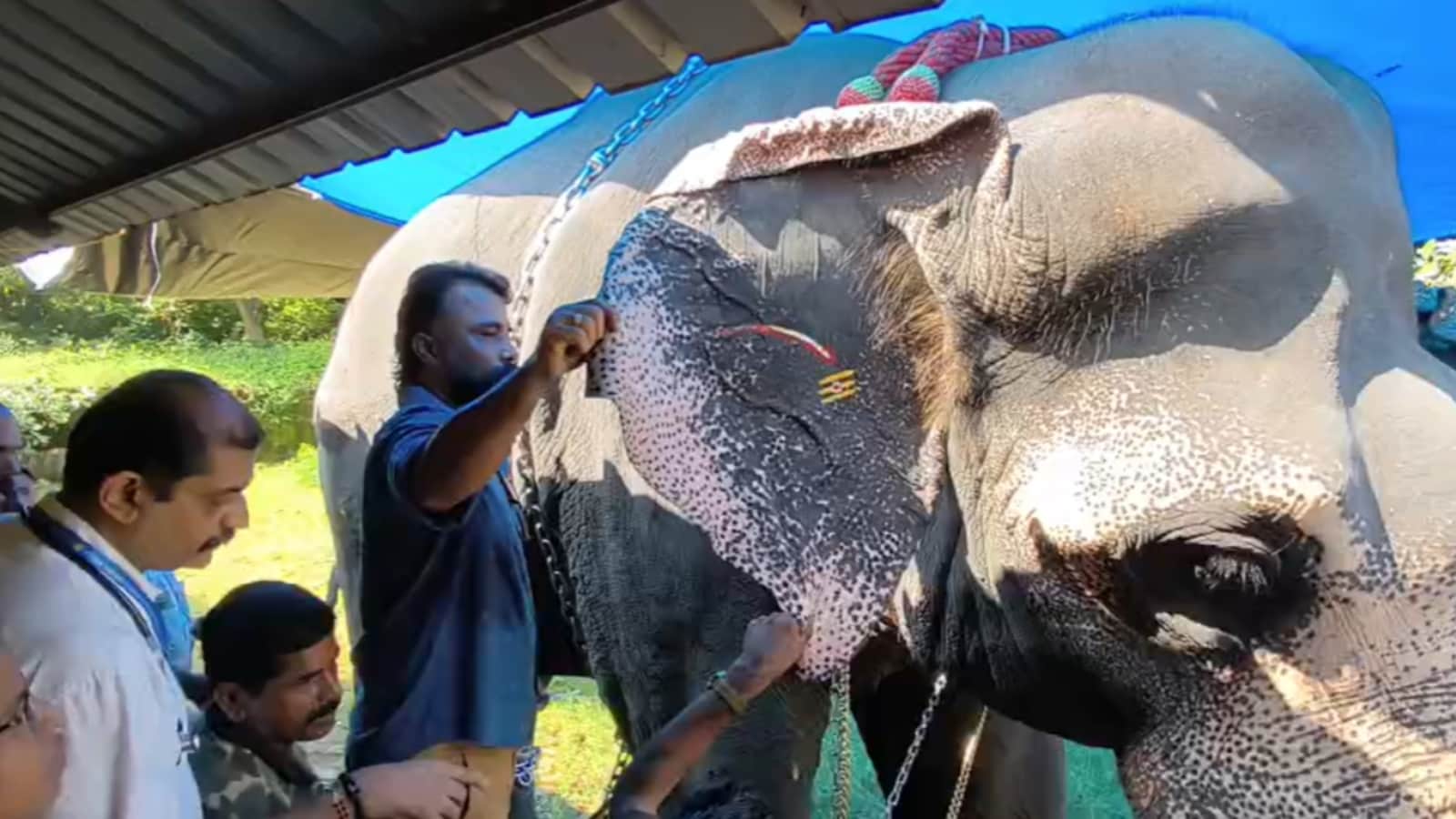 Kerala Conducts Comprehensive Health Screenings for Captive Elephants Amid Concerns