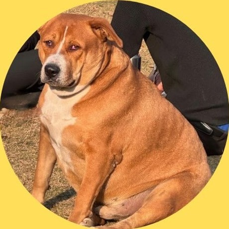 Delhi Fattest Dog contest election winner Gola Hauz khas SDA market Delhi Fattest Dog contest election winner Gola Hauz khas SDA market
