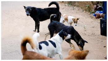 'I Accidentally Killed A Dog': Reddit Reacts After Mumbai Man Shares Guilt Over Stray Dog's Death