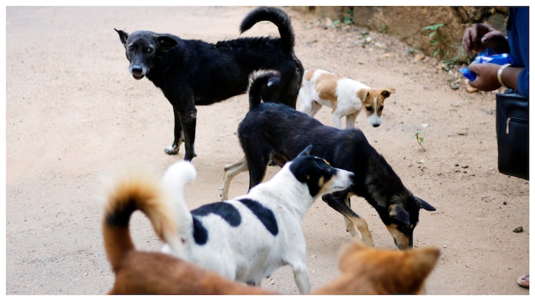 'I Accidentally Killed A Dog': Reddit Reacts After Mumbai Man Shares Guilt Over Stray Dog's Death