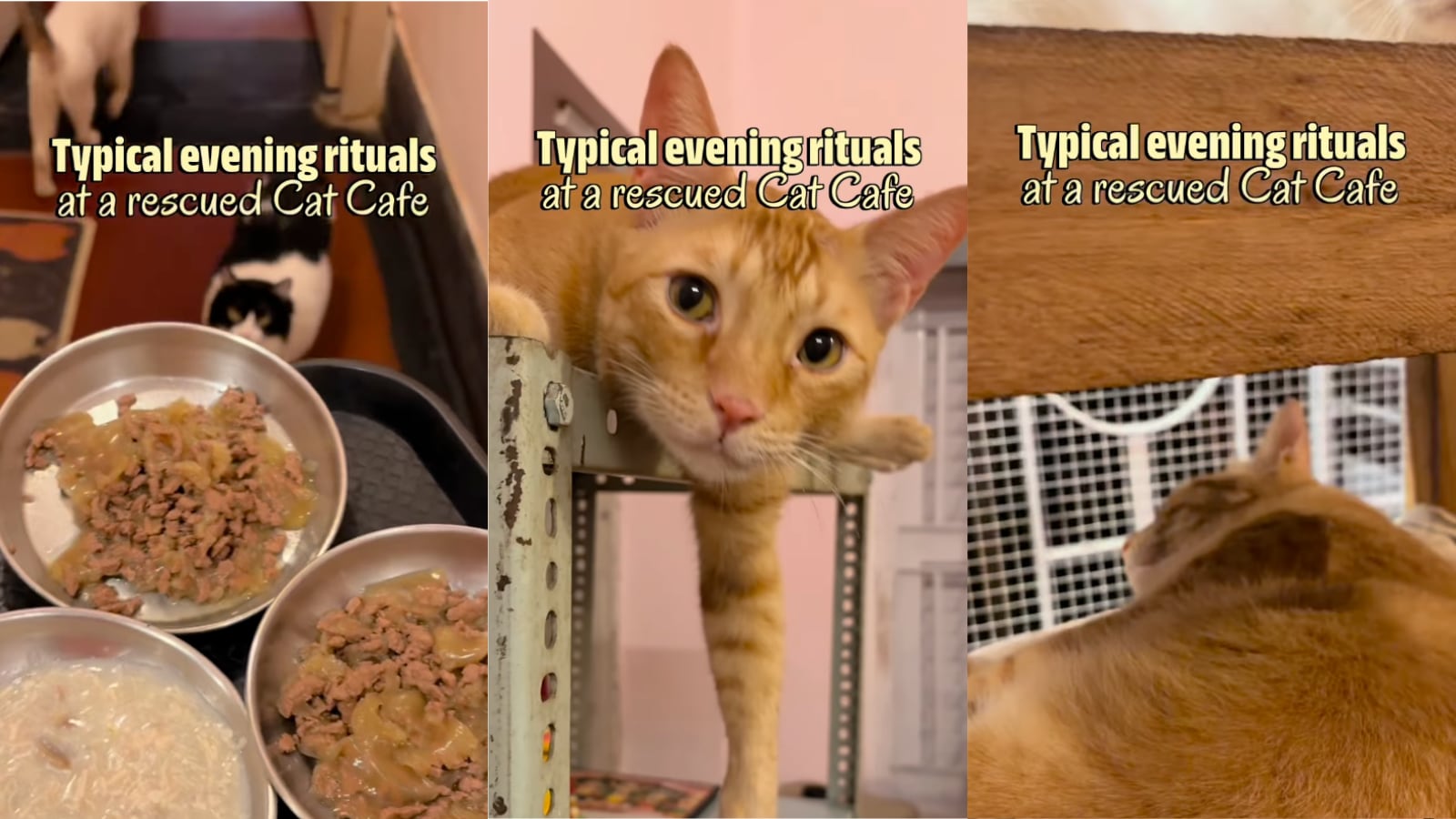 Video: This Kolkata Cafe Lets You Sip Coffee With 30+ Rescued Cats
