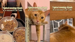 https://food.ndtv.com/news/video-this-kolkata-cafe-lets-you-sip-coffee-with-30-rescued-cats-12161915