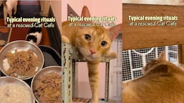 Video: This Kolkata Cafe Lets You Sip Coffee With 30+ Rescued Cats