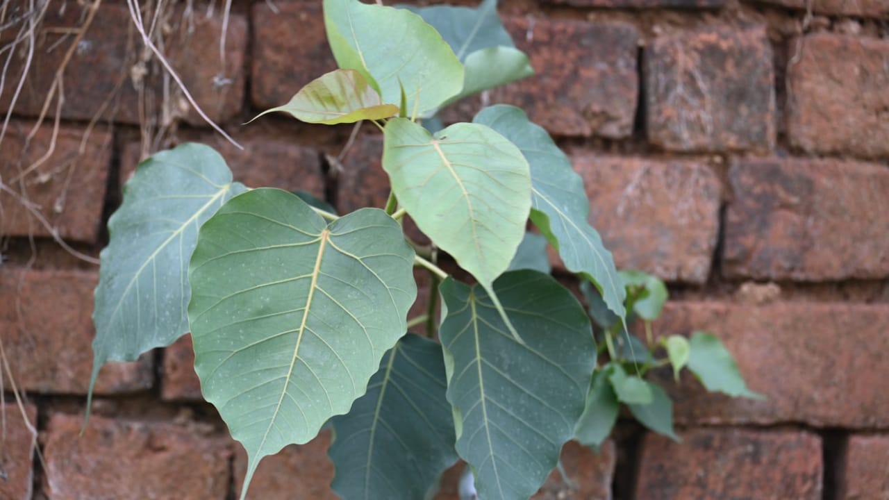 Peepal Tree Growing In House Vastu : घर में पीपल का पेड़ उग आना शुभ या अशुभ? जानें ऐसी स्थिति में क्या करें, क्या न करें