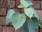 Peepal Tree Growing In House Vastu: घर में पीपल का पौधा उगना शुभ है या अशुभ? जानें क्या करें और क्या नहीं