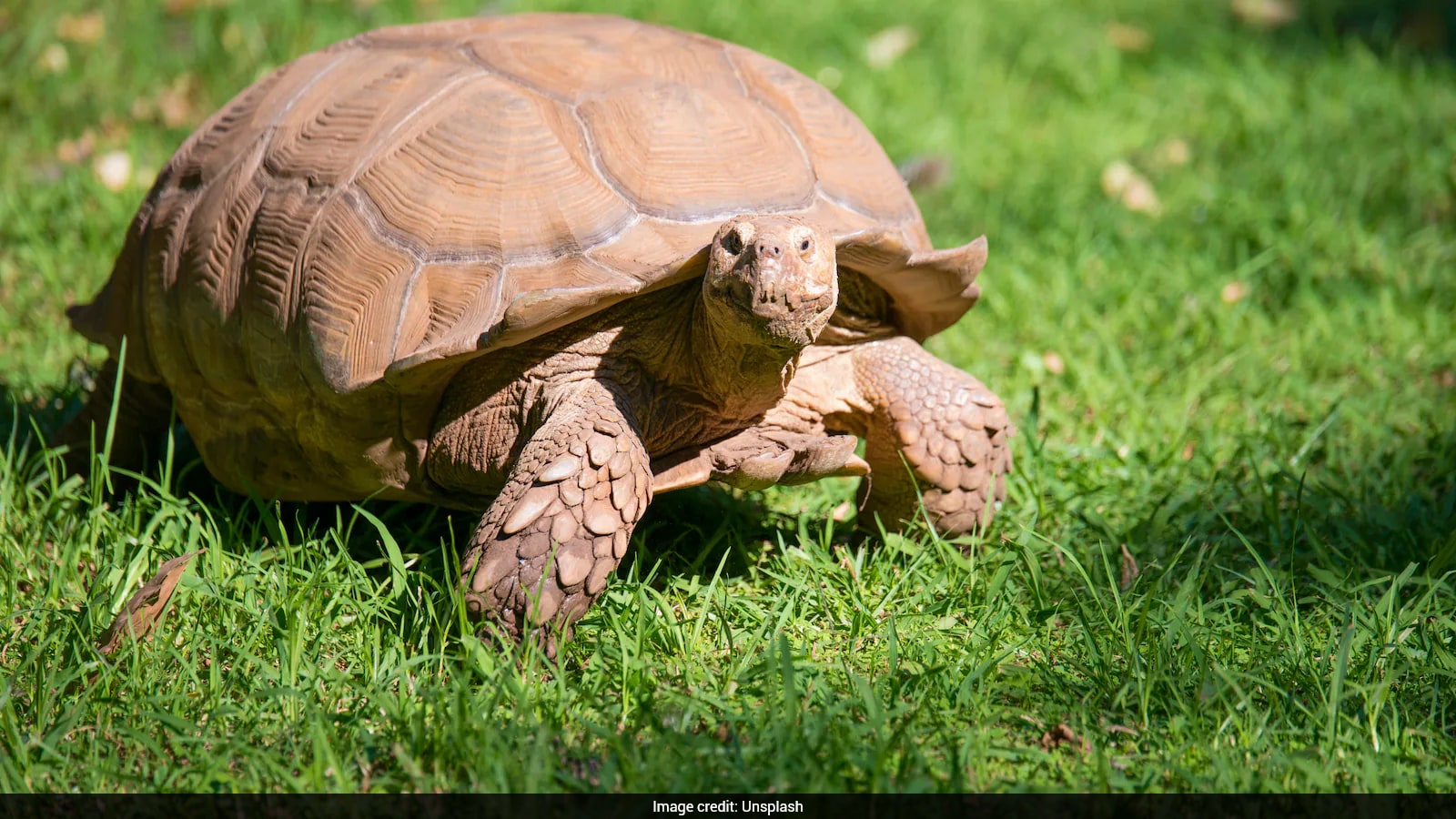 Giant Tortoise Population in Seychelles Surpasses Human Residents After Conservation Efforts