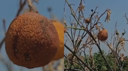 महाराष्ट्र में झुलसाने वाली गर्मी, मुंबई और रायगढ़ में लू का अलर्ट, मोसंबी की फसल भी सूख गई