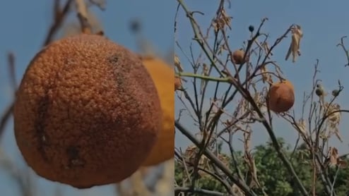 महाराष्ट्र में झुलसाने वाली गर्मी, मुंबई और रायगढ़ में लू का अलर्ट, मोसंबी की फसल भी सूख गई