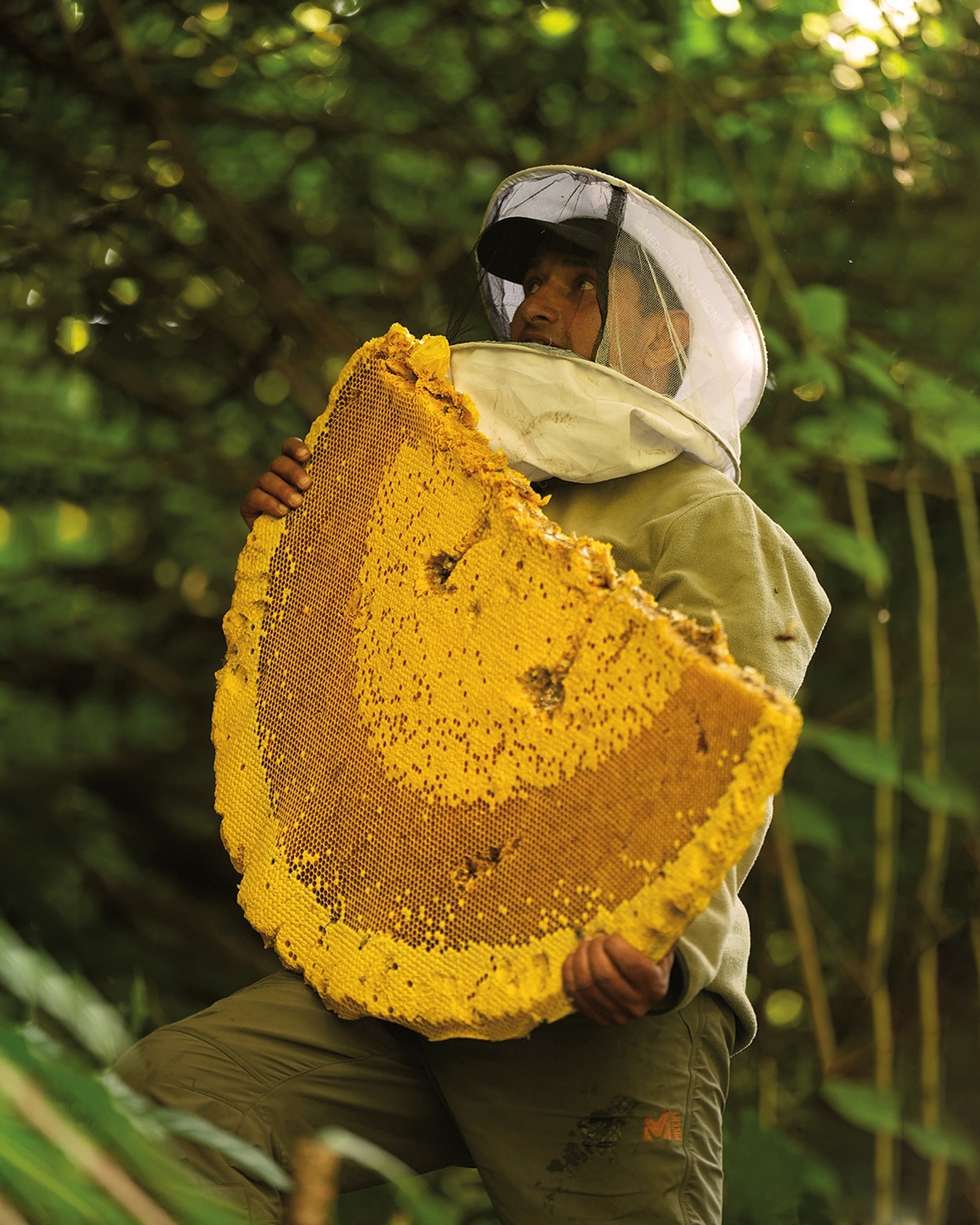 World's Largest Honeybees Produce A Honey Known For Causing Hallucination