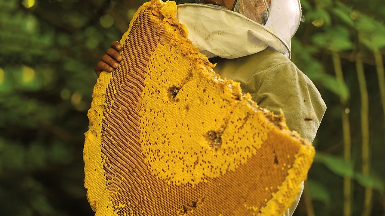 World's Largest Honeybees In Himalayas Produce A Rare Honey Known For Causing Hallucinations