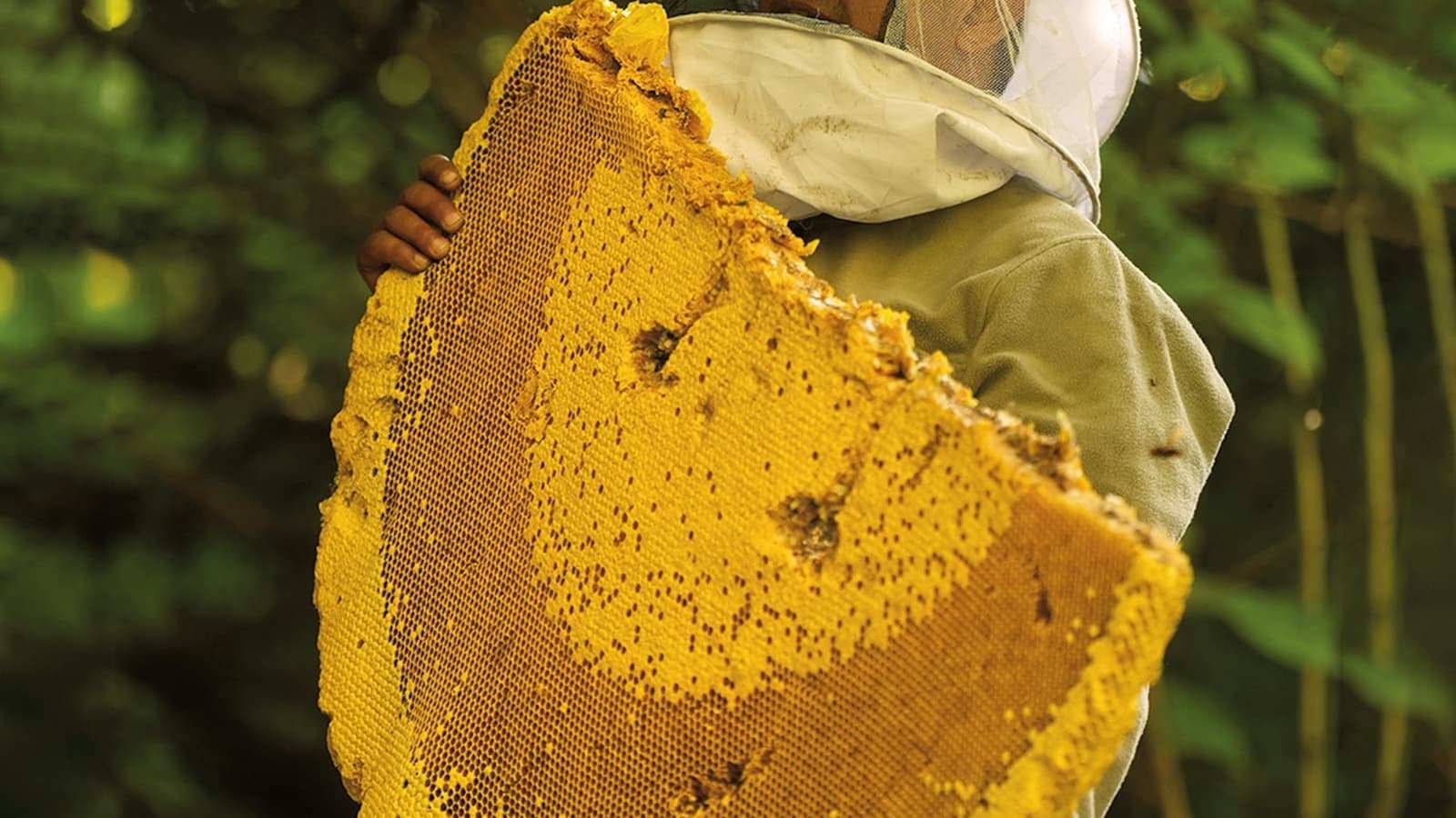 World’s Largest Honeybees In Himalayas Produce A Rare Honey Known For Causing Hallucinations