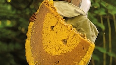 World's Largest Honeybees In Himalayas Produce A Rare Honey Known For Causing Hallucinations