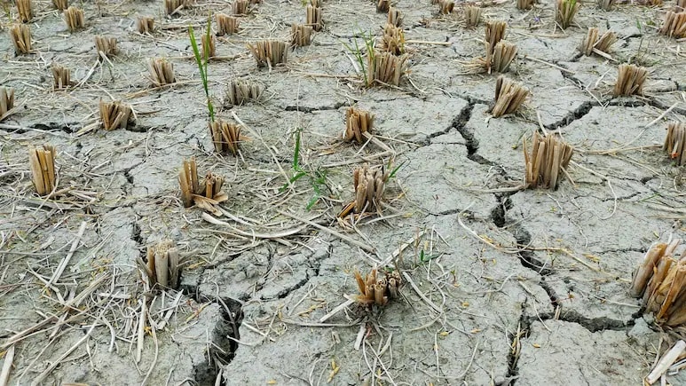 Maharashtra Water Crisis: 611 Tankers Deployed As Central Team Assesses Drought