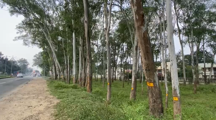 'पहले गिनो फिर काटो'... रांची में 7 हजार पेड़ों को बचाने के लिए युवाओं की अनोखी मुहिम