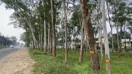 'पहले गिनो फिर काटो'... रांची में 7 हजार पेड़ों को बचाने के लिए युवाओं की अनोखी मुहिम