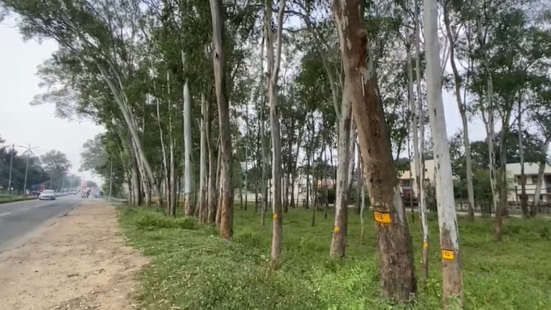 'पहले गिनो फिर काटो'... रांची में 7 हजार पेड़ों को बचाने के लिए युवाओं की अनोखी मुहिम