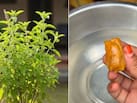 तुलसी के पौधे के लिए फर्टिलाइजर कैसे बनाएं? गार्डनिंग एक्सपर्ट ने बताया तुलसी की ग्रोथ बढ़ाने के लिए क्या करें