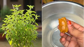 तुलसी के पौधे के लिए फर्टिलाइजर कैसे बनाएं? गार्डनिंग एक्सपर्ट ने बताया तुलसी की ग्रोथ बढ़ाने के लिए क्या करें