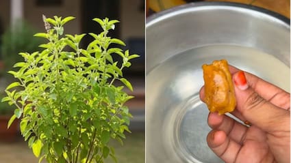 तुलसी के पौधे के लिए फर्टिलाइजर कैसे बनाएं? गार्डनिंग एक्सपर्ट ने बताया तुलसी की ग्रोथ बढ़ाने के लिए क्या करें