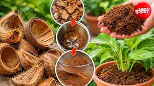 How to Make Cocopeat: पौधों की ग्रोथ बढ़ानी है? नारियल के छिलकों से ऐसे बना दें ऑर्गेनिक कोकोपीट, जान लें सबसे आसान तरीका