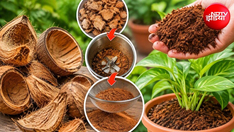 How to Make Cocopeat: पौधों की ग्रोथ बढ़ानी है? नारियल के छिलकों से ऐसे बना दें ऑर्गेनिक कोकोपीट, जान लें सबसे आसान तरीका