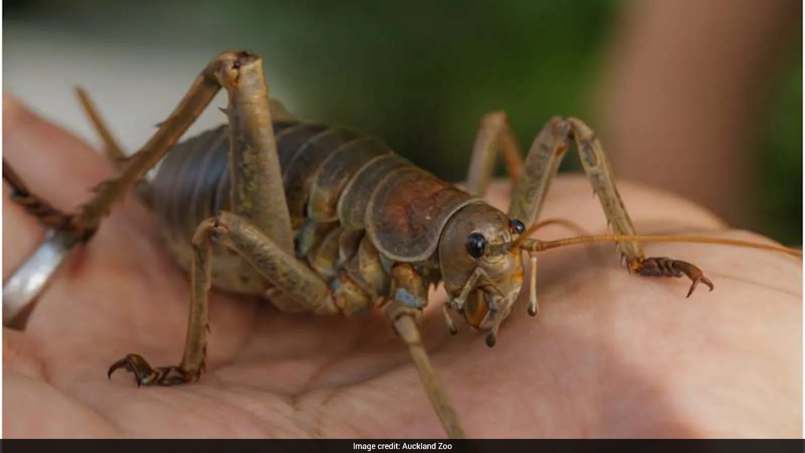 15-Year Breeding Effort Revives World’s Heaviest Insect