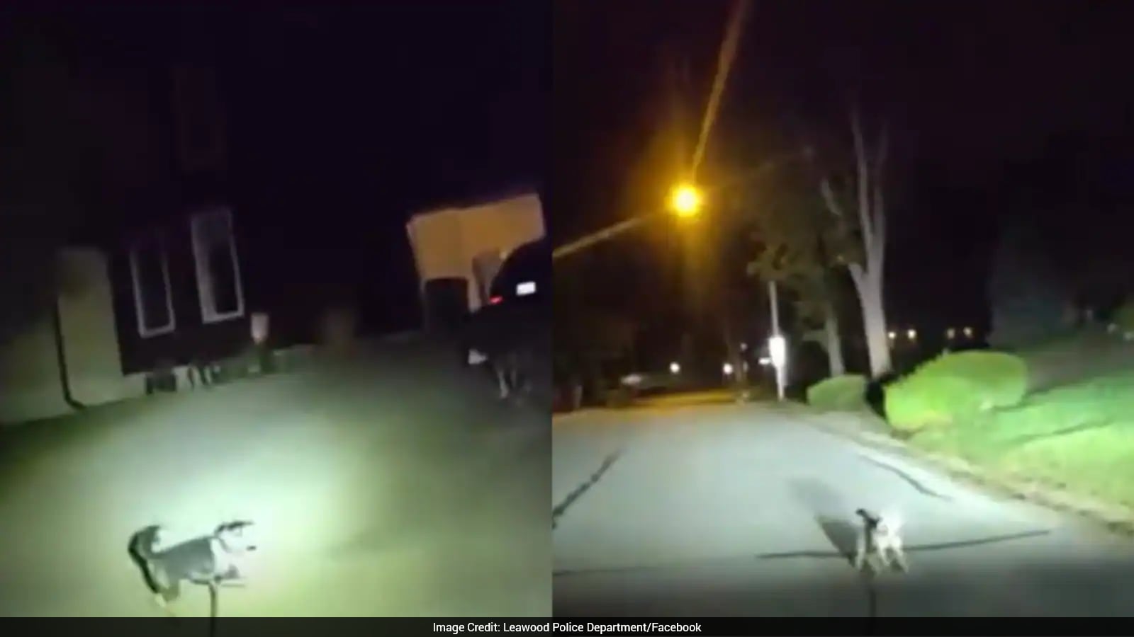 Loyal Rajastan Loyal Dog Guides Officer To Injured Owner Lying On The Floor For Hours ...